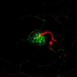 RAB8A Antibody (3G1), Novus Biologicals 0.1 mg | Buy Online | Novus Biologicals | Fisher Scientific