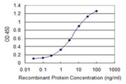 RAB8B Antibody (1E4), Novus Biologicals 0.1 mg | Buy Online | Novus Biologicals | Fisher Scientific