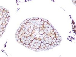 RAB9A Rabbit anti-Human, Mouse, Rat, Clone: 7O1G4, Novus Biologicals 20 &mu;g | Buy Online | Novus Biologicals | Fisher Scientific