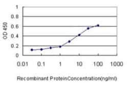 RAB9A Antibody (1E12), Novus Biologicals 0.1 mg | Buy Online | Novus Biologicals | Fisher Scientific