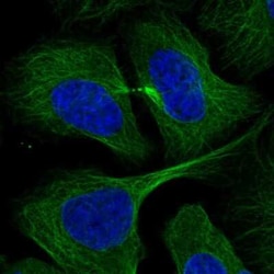 RABIF/MSS4 Antibody, Novus Biologicals 25ul; Unconjugated:Antibodies, Polyclonal