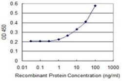 RAC2 Antibody (3B8), Novus Biologicals 0.1 mg | Buy Online | Novus Biologicals | Fisher Scientific