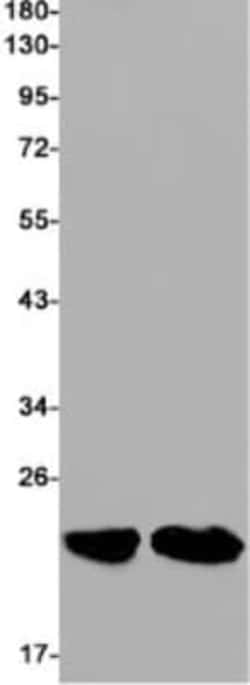 RAC3 Antibody (S01-6I8), Novus Biologicals:Antibodies:Primary Antibodies