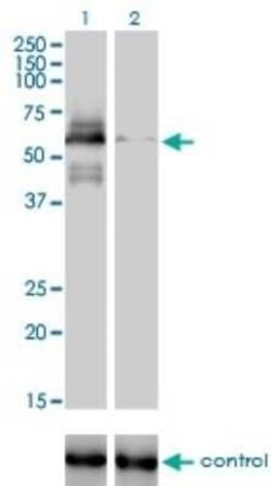 RAD18 Antibody (3H7), Novus Biologicals 0.1 mg | Buy Online | Novus Biologicals | Fisher Scientific