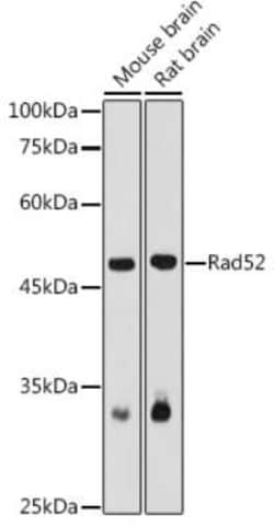 RAD52 Antibody - BSA Free, Novus Biologicals:Antibodies:Primary Antibodies
