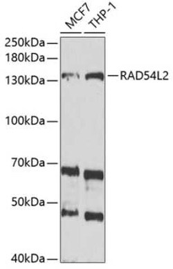 RAD54L2 Antibody - BSA Free, Novus Biologicals:Antibodies:Primary Antibodies