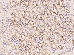 RAD9B Antibody, Novus Biologicals 100 &mu;g; Unconjugated:Antibodies, Polyclonal