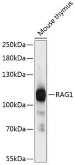 RAG1 Antibody - Azide and BSA Free, Novus Biologicals 0.02 mL, Unconjugated:Antibodies,