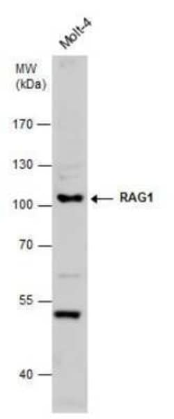RAG1 Antibody, Novus Biologicals 100 &mu;g; Unconjugated:Antibodies, Polyclonal