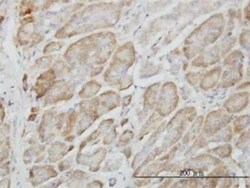 RAGEF2 Antibody (2C5), Novus Biologicals 0.1 mg | Buy Online | Novus Biologicals | Fisher Scientific