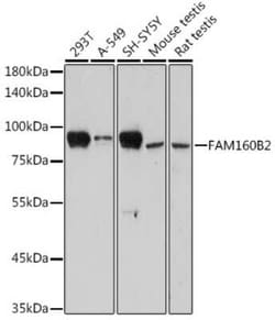 RAI16 Rabbit anti-Human, Mouse, Rat, Polyclonal, Novus Biologicals 100