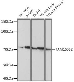 RAI16 Antibody - BSA Free, Novus Biologicals:Antibodies:Primary Antibodies