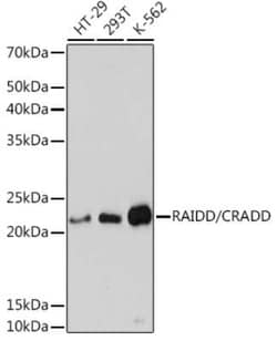 RAIDD/CRADD Rabbit anti-Human, Rat, Clone: 3Z9N8, Novus Biologicals:Antibodies:Primary