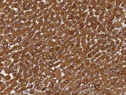 RAIDD/CRADD Antibody, Novus Biologicals 100 &mu;g; Unconjugated:Antibodies,