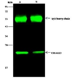 RAIDD/CRADD Antibody, Novus Biologicals 100 &mu;g; Unconjugated:Antibodies,