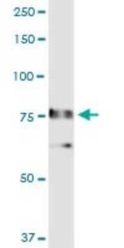 RALBP1 Antibody, Novus Biologicals 0.1 mg | Buy Online | Novus Biologicals | Fisher Scientific