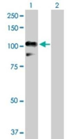 RALBP1 Antibody, Novus Biologicals 0.1 mg | Buy Online | Novus Biologicals | Fisher Scientific