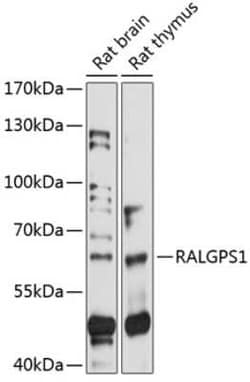 RALGPS1 Antibody - Azide and BSA Free, Novus Biologicals 0.1 mL; Unconjugated:Antibodies,