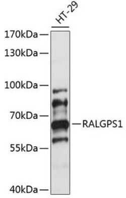 RALGPS1 Antibody - Azide and BSA Free, Novus Biologicals 0.02 mL; Unconjugated:Antibodies,