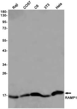 RAMP1 Rabbit anti-Human, Mouse, Rat, Clone: S04-2I8, Novus Biologicals:Antibodies:Primary