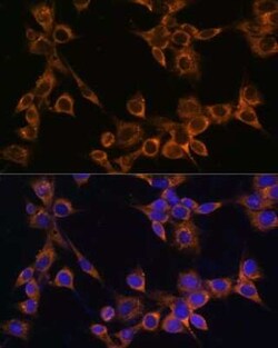 RAMP1 Antibody - BSA Free, Novus Biologicals:Antibodies:Primary Antibodies