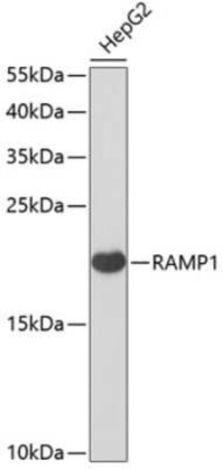 RAMP1 Antibody - BSA Free, Novus Biologicals:Antibodies:Primary Antibodies