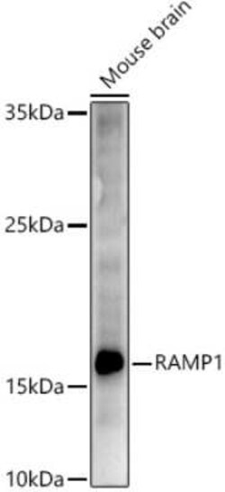 RAMP1 Antibody - BSA Free, Novus Biologicals:Antibodies:Primary Antibodies