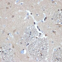 RANBP9 Rabbit anti-Human, Mouse, Rat, Clone: 4P10V6, Novus Biologicals