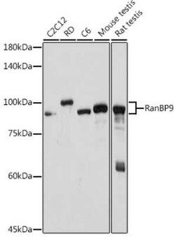 RANBP9 Rabbit anti-Human, Mouse, Rat, Clone: 4P10V6, Novus Biologicals