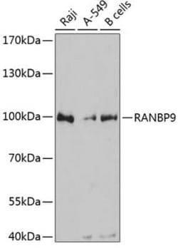 RANBP9 Antibody - Azide and BSA Free, Novus Biologicals:Antibodies:Primary