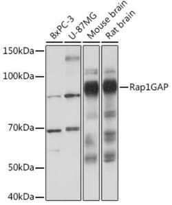 RAP1GAP Rabbit anti-Human, Mouse, Rat, Clone: 8V9I6, Novus Biologicals 100 &mu;g | Buy Online | Novus Biologicals | Fisher Scientific
