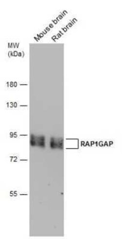 RAP1GAP Antibody, Novus Biologicals 100 &mu;g | Buy Online | Novus Biologicals | Fisher Scientific