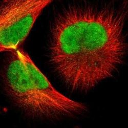 RAP30 Rabbit anti-Human, Polyclonal, Novus Biologicals:Antibodies:Primary