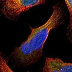 RAP30 Rabbit anti-Human, Polyclonal, Novus Biologicals:Antibodies:Primary