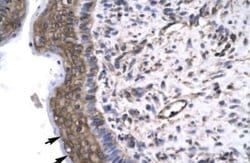 RAP30 Antibody, Novus Biologicals 0.1 mL; Unconjugated:Antibodies, Polyclonal