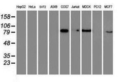 RAP74 Antibody (OTI4B10) - Azide and BSA Free, Novus Biologicals 100 &mu;g | Buy Online | Novus Biologicals | Fisher Scientific