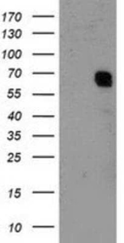 RAP74 Antibody (OTI4B10) - Azide and BSA Free, Novus Biologicals 100 &mu;g | Buy Online | Novus Biologicals | Fisher Scientific