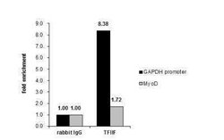 RAP74 Antibody, Novus Biologicals 0.1 mL; Unconjugated:Antibodies, Polyclonal