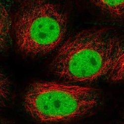 RAP74 Rabbit anti-Human, Polyclonal, Novus Biologicals:Antibodies:Primary