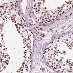 RAP74 Rabbit anti-Human, Polyclonal, Novus Biologicals 100 &mu;g; Unconjugated:Antibodies,