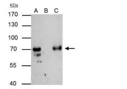 RAP74 Antibody, Novus Biologicals 0.1 mL; Unconjugated:Antibodies, Polyclonal