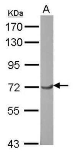 RAP74 Antibody, Novus Biologicals 0.1 mL; Unconjugated:Antibodies, Polyclonal