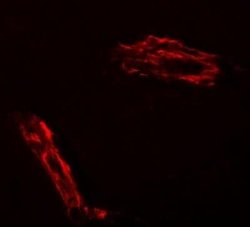 RAPGEF3 Antibody - BSA Free, Novus Biologicals 0.1 mg; Unconjugated:Antibodies,