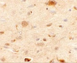 RAPGEF3 Antibody - BSA Free, Novus Biologicals 0.1 mg; Unconjugated:Antibodies,