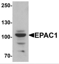 RAPGEF3 Antibody - BSA Free, Novus Biologicals 0.1 mg; Unconjugated:Antibodies,