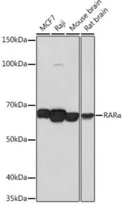RAR alpha/NR1B1 Rabbit anti-Human, Mouse, Rat, Clone: 9C7R10, Novus Biologicals:Antibodies:Primary