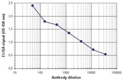 RAR alpha/NR1B1 Antibody, Novus Biologicals 100 &mu;g; Unconjugated:Antibodies,