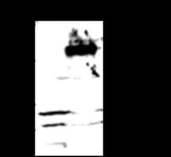 RAR alpha/NR1B1 Antibody, Novus Biologicals 100 &mu;g; Unconjugated:Antibodies,