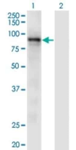 RASA3 Antibody (1F11), Novus Biologicals 100 &mu;g | Buy Online | Novus Biologicals | Fisher Scientific