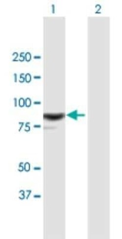 RASAL1 Antibody, Novus Biologicals 0.05 mg | Buy Online | Novus Biologicals | Fisher Scientific